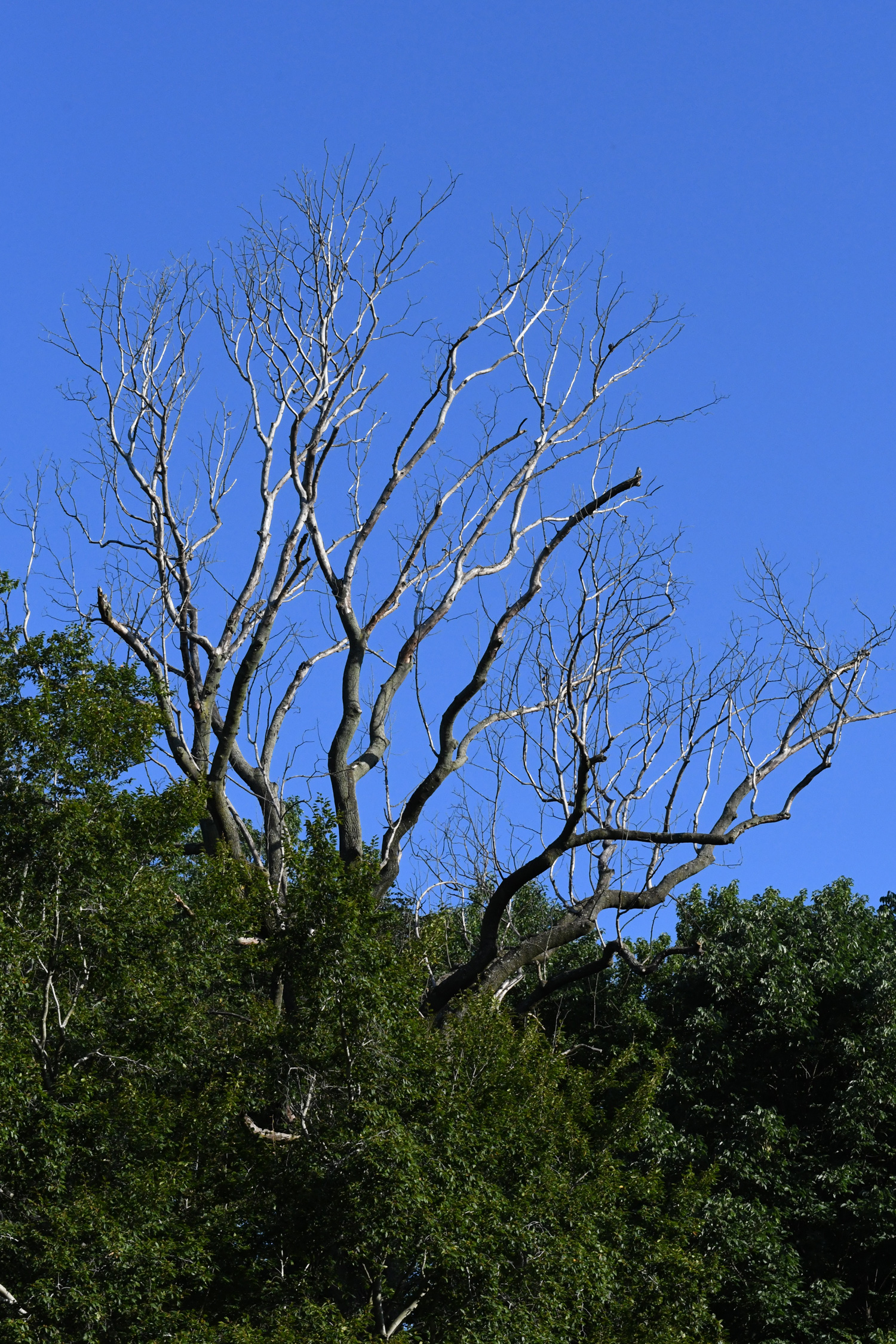 Dead tree against sky, Prospect Park