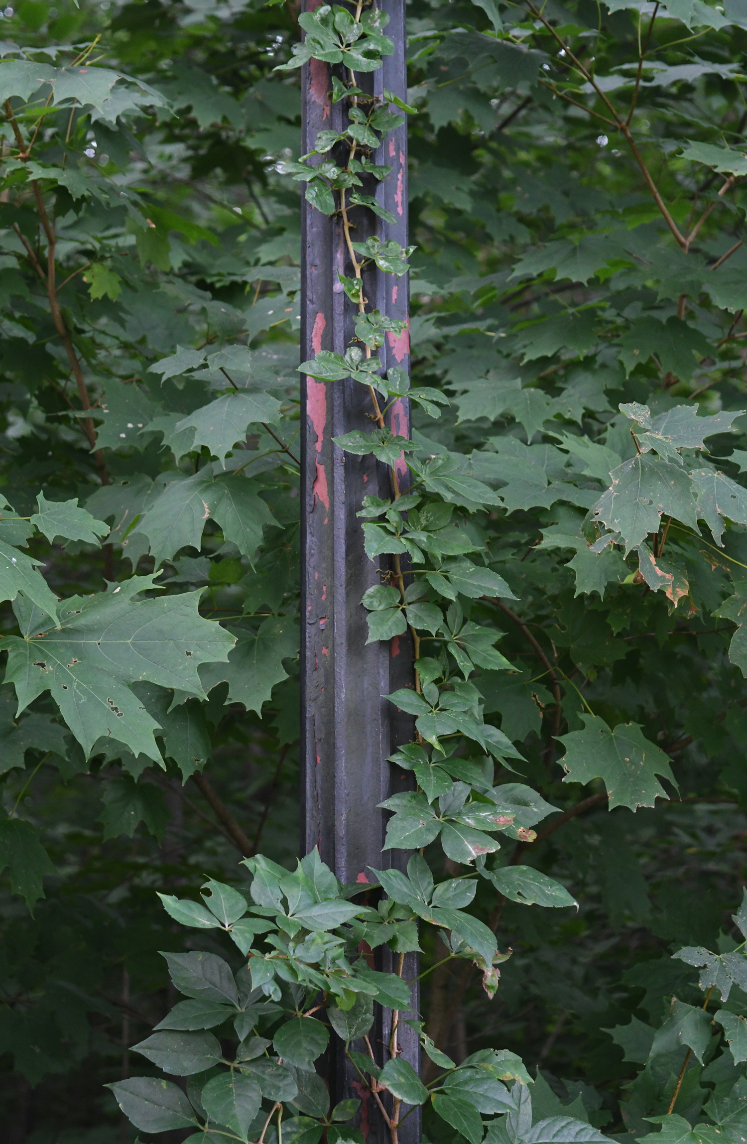 Ivy on lamppost, Prospect Park