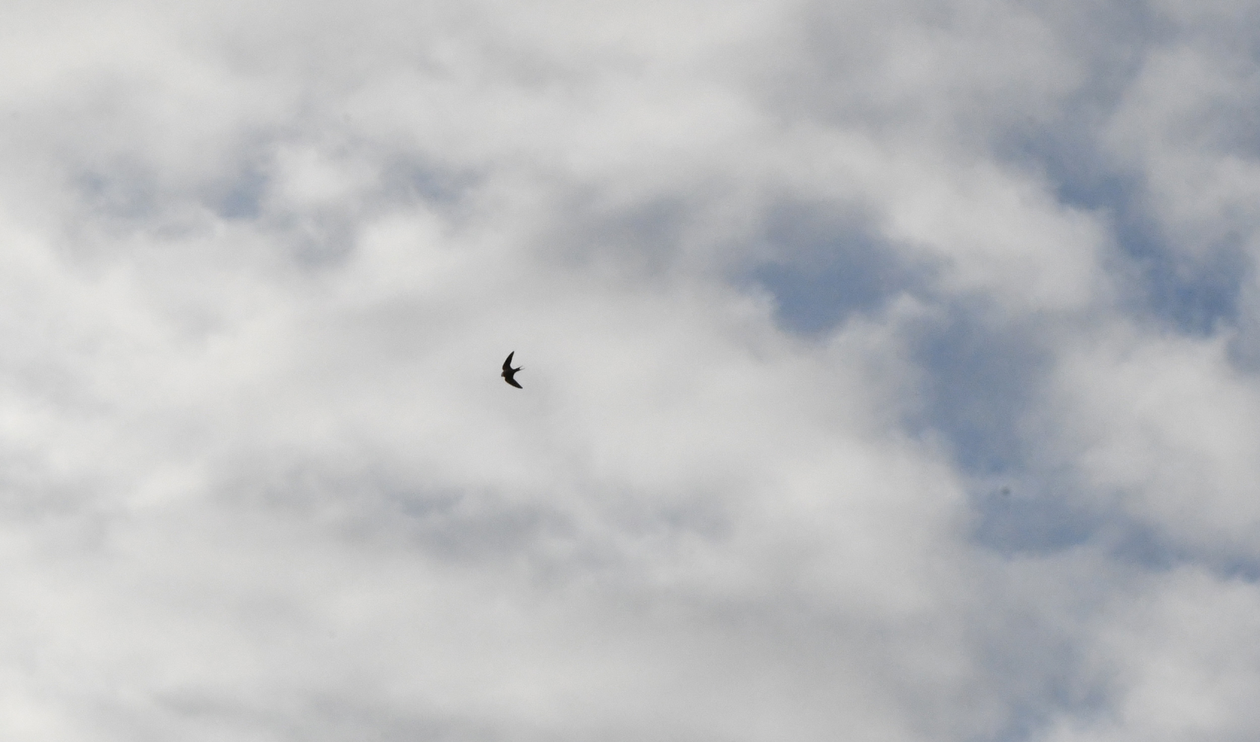 Bird against sky, Prospect Park
