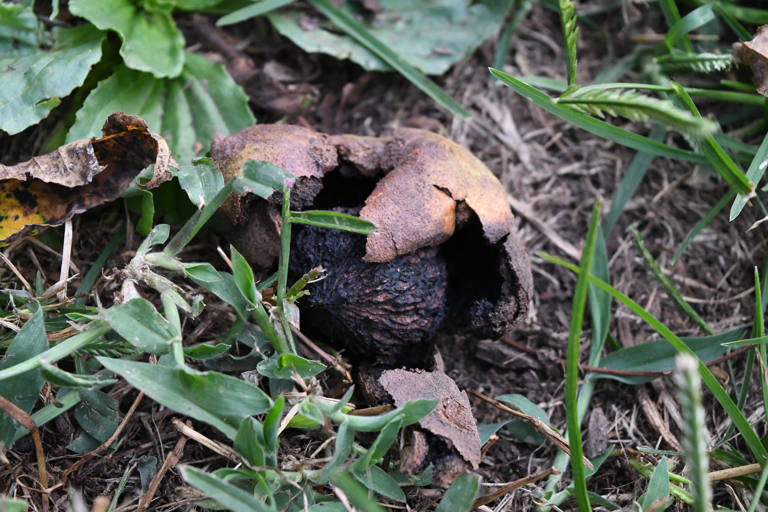 Black walnut, hatching, Prospect Park