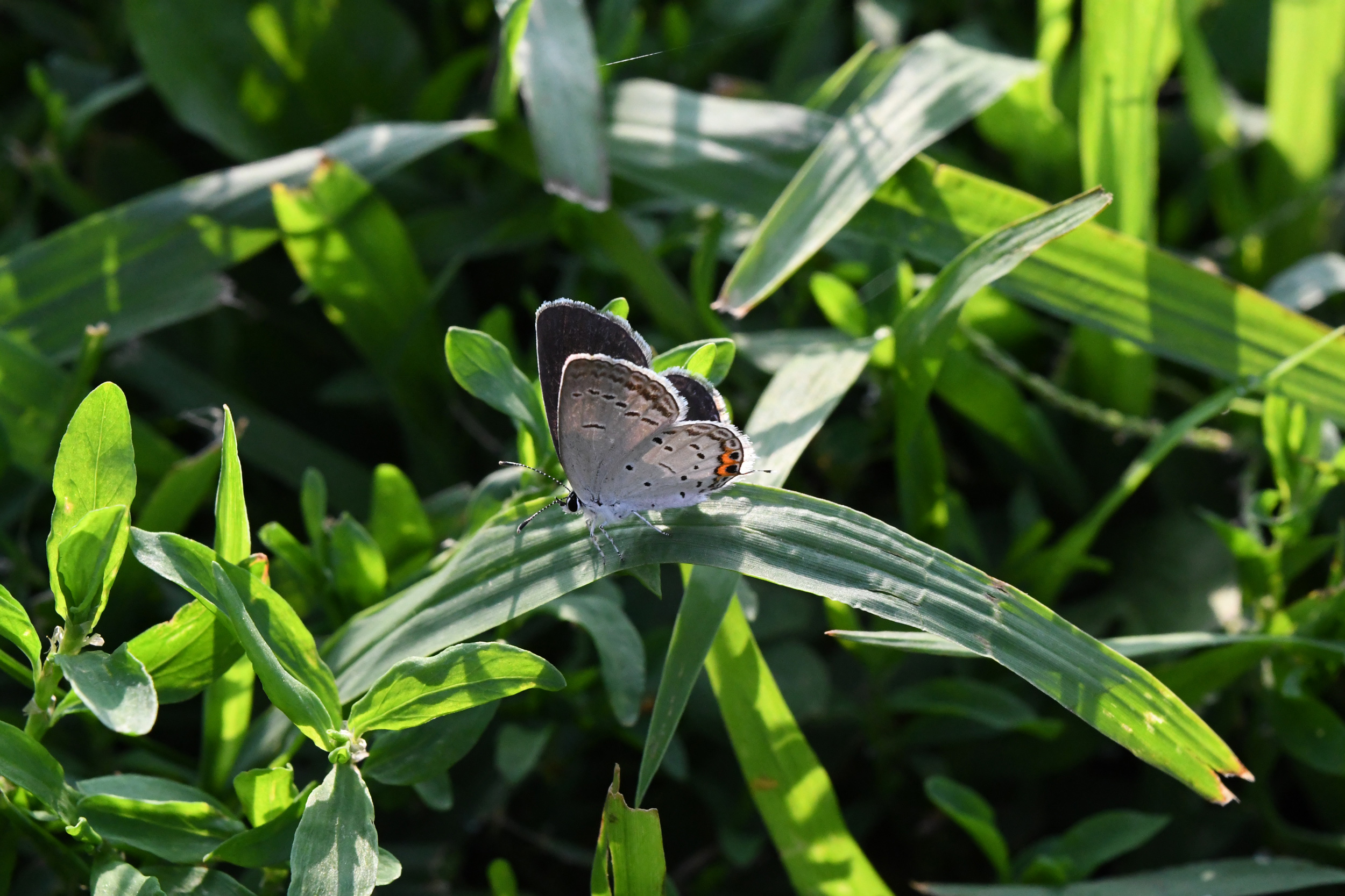 Eastern tailed blue, female, Prospect Park