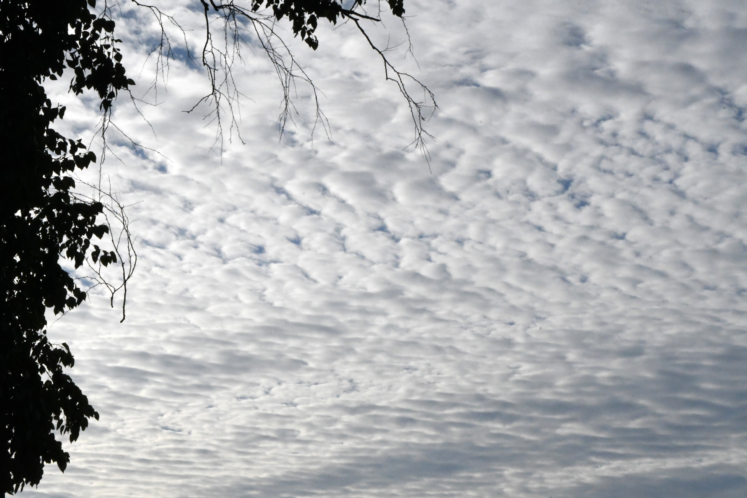 A mackerel sky, Prospect Park