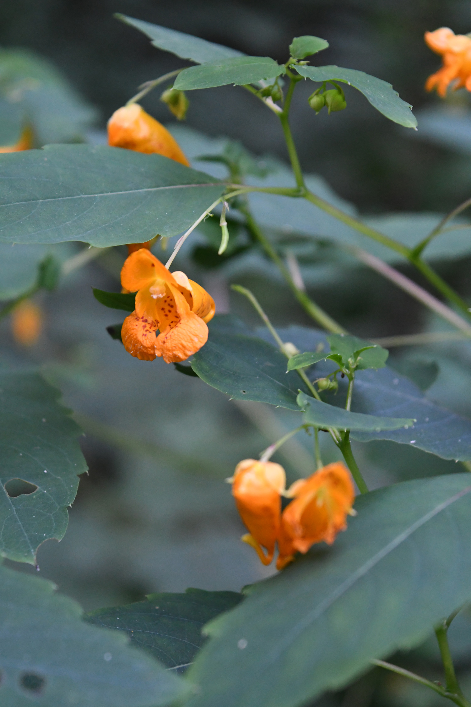 Orange jewelweed / spotted touch-me-not, Prospect Park