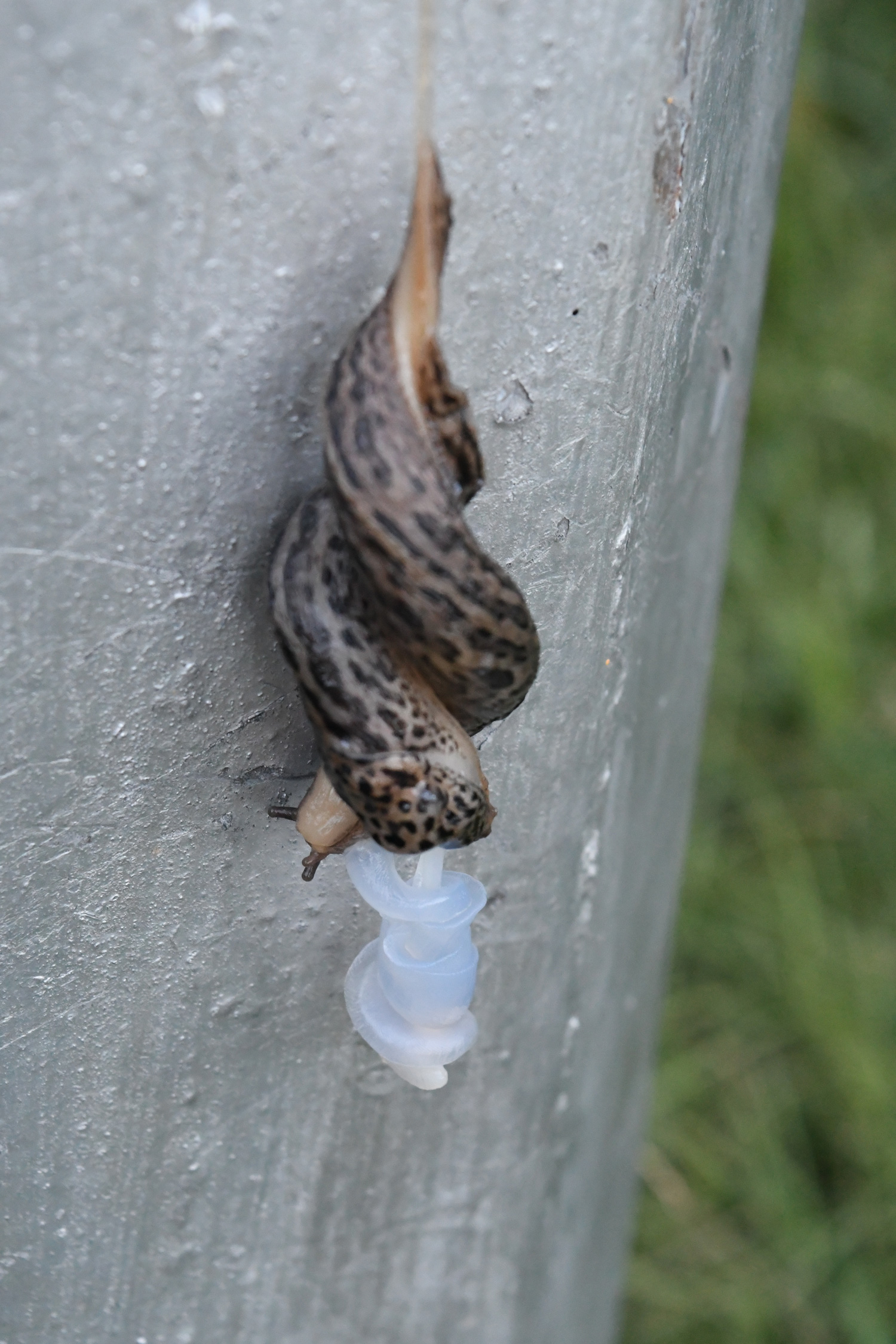 Slug copulation, Prospect Park