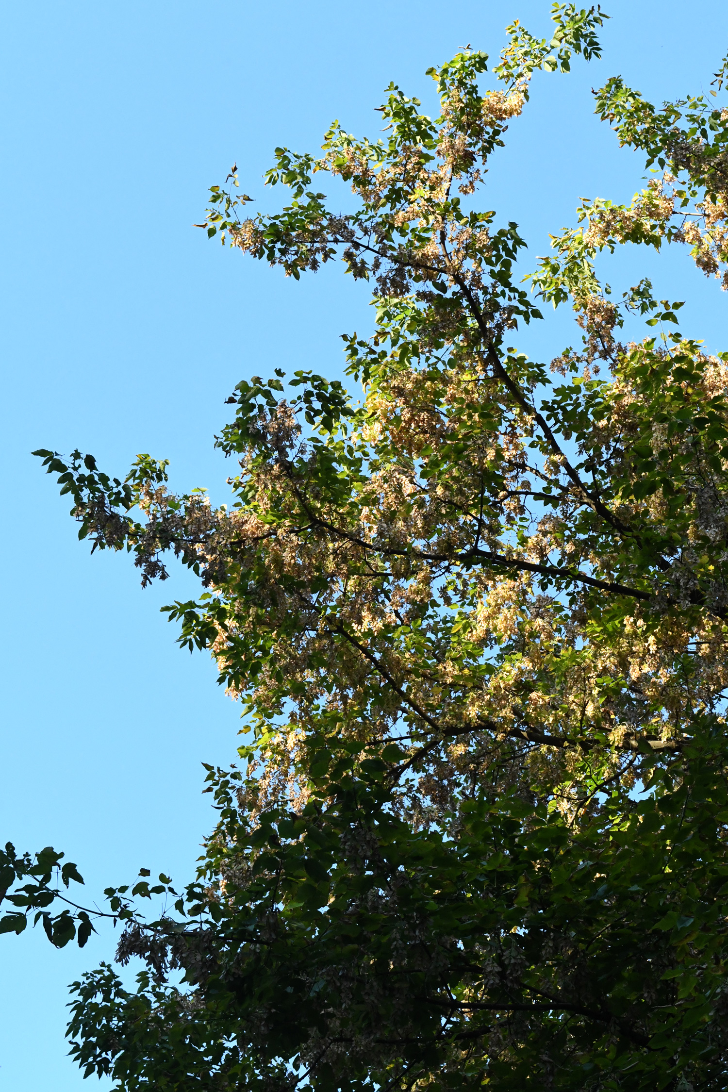 Tree against sky, Prospect Park