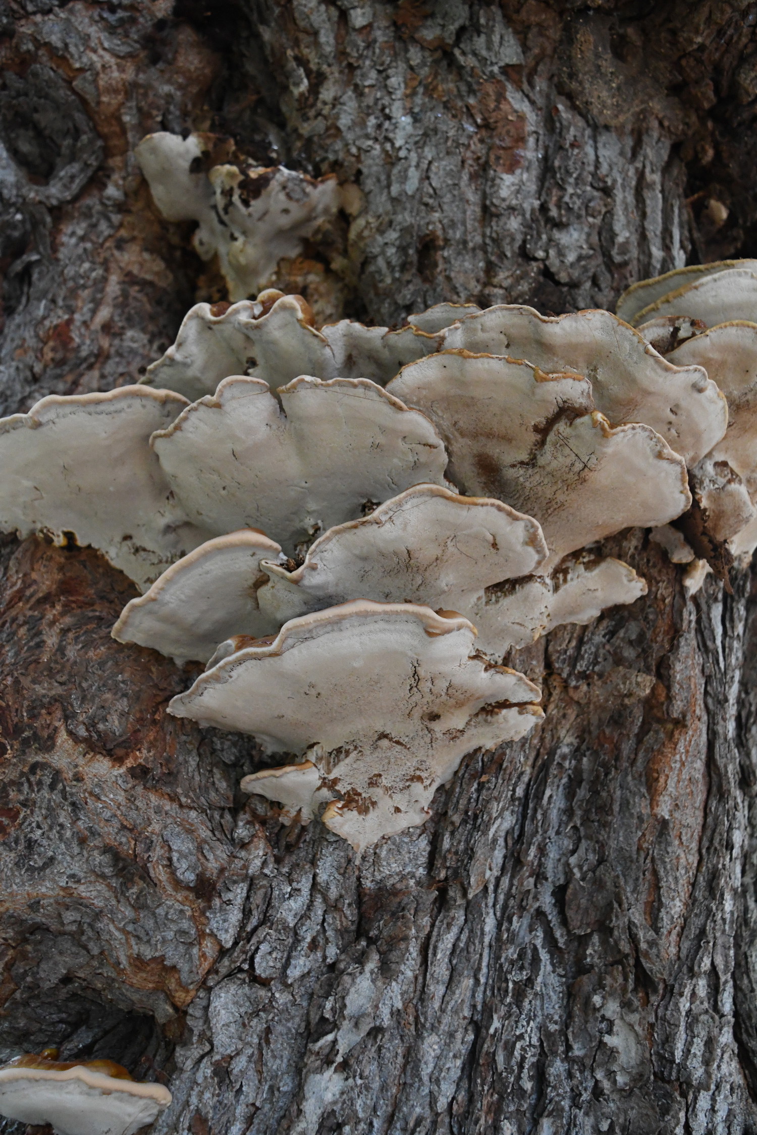 Bracket fungus, Prospect Park
