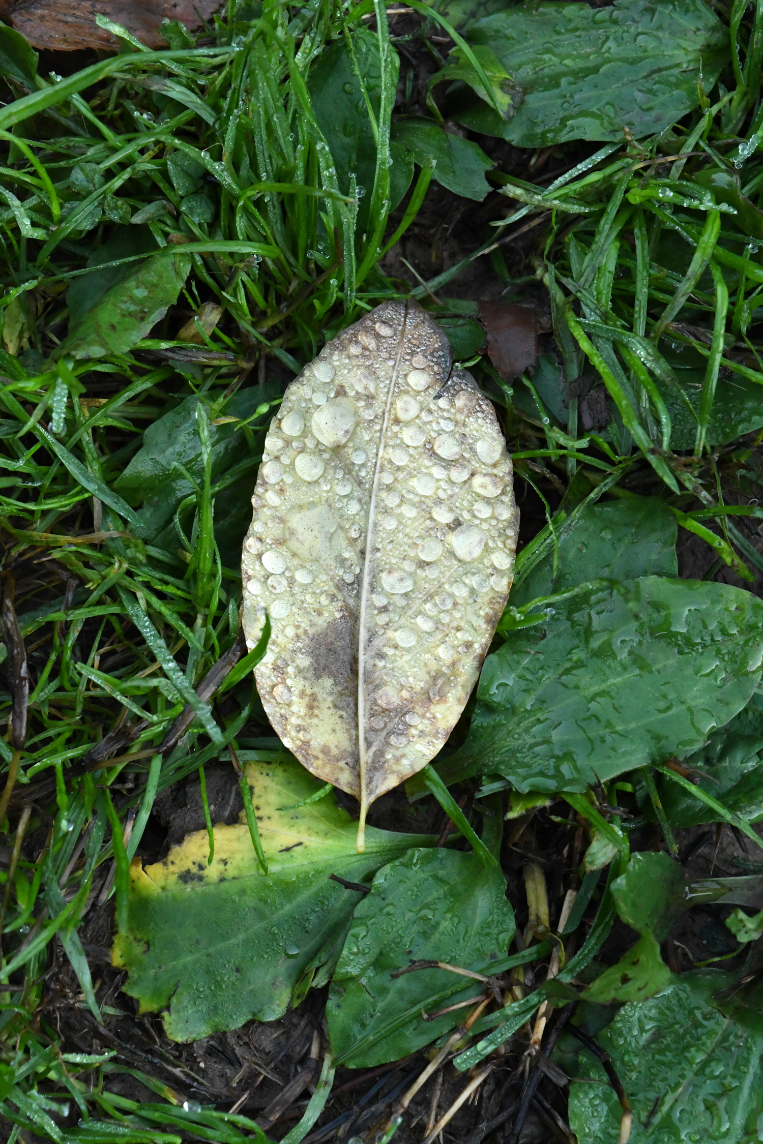 Dew on fallen leaf, Prospect Park