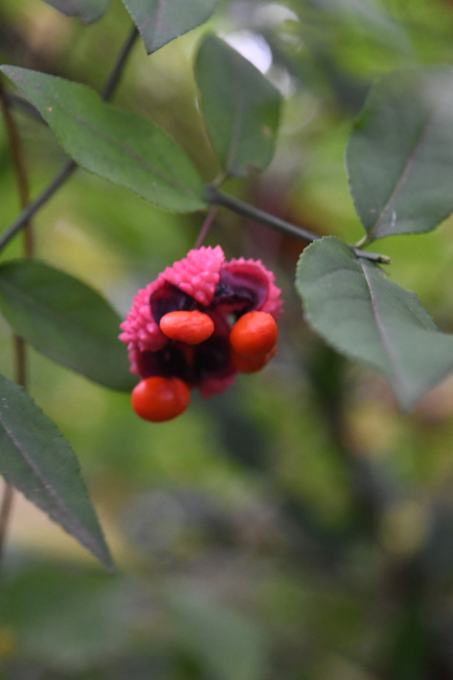 Red berries, Prospect Park