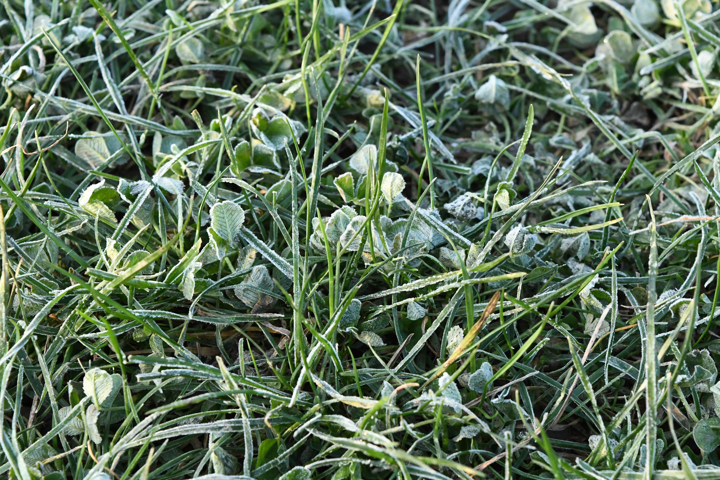 Clover under frost, Prospect Park