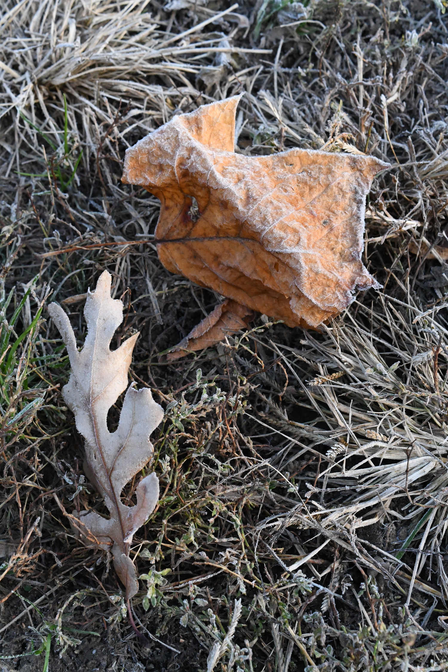 Frost on fallen leaves, Prospect Park