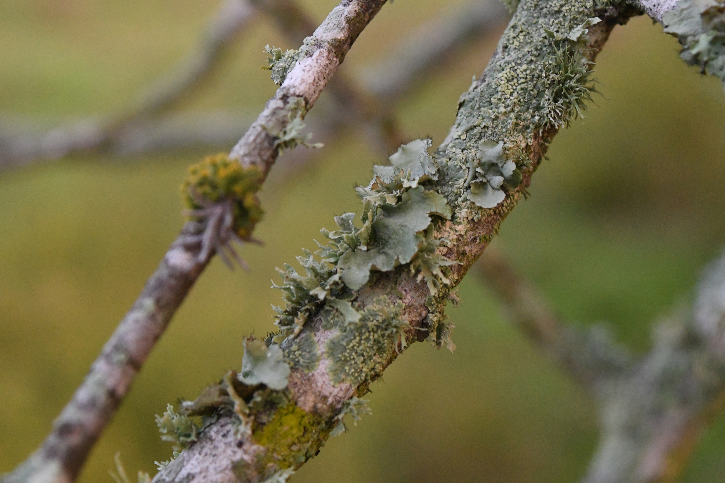 Lichen and moss, Yorktown, TX