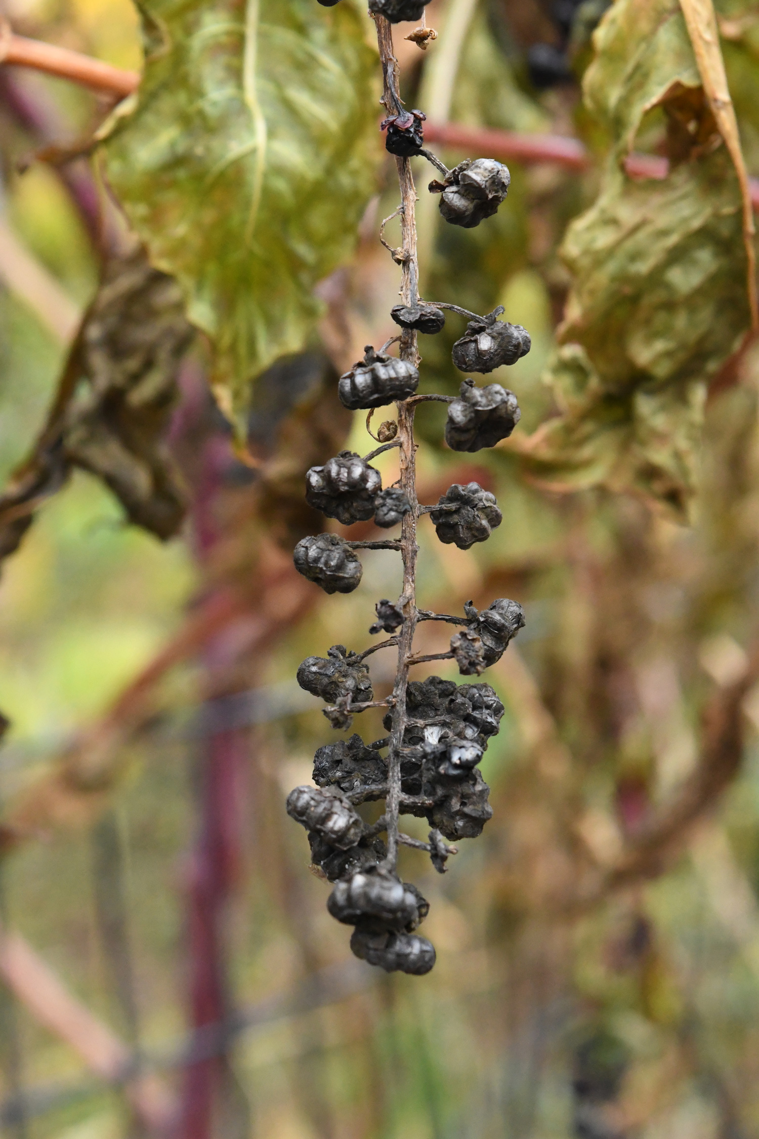 Pokeweed, dried, Prospect Park