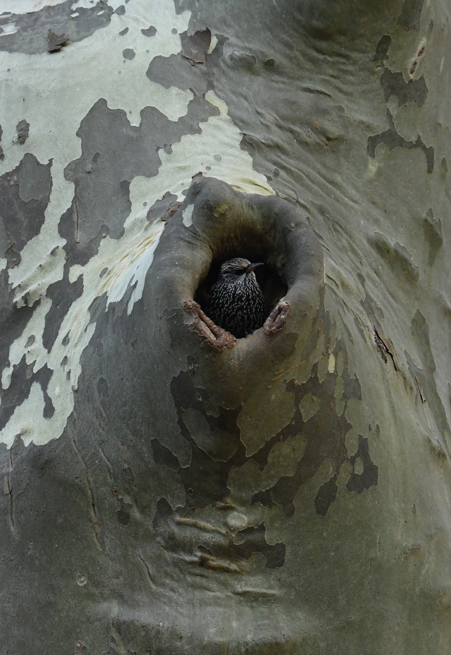 Starling in knothole, Prospect Park