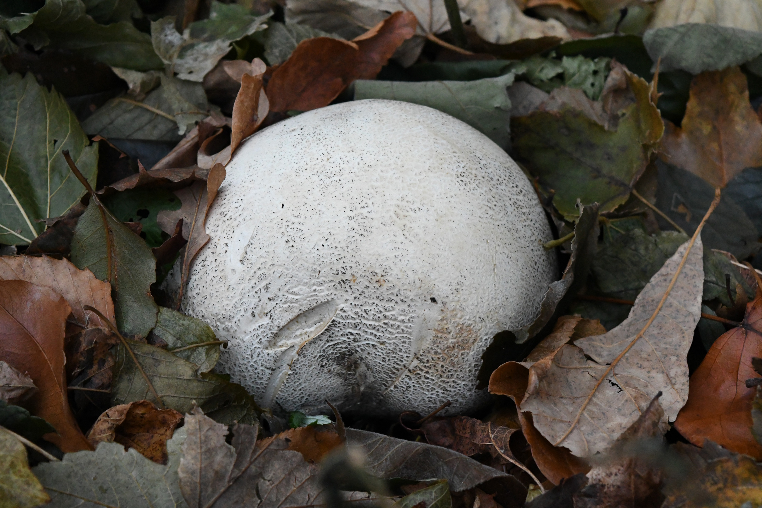Giant puffball mushroom, Prospect Park