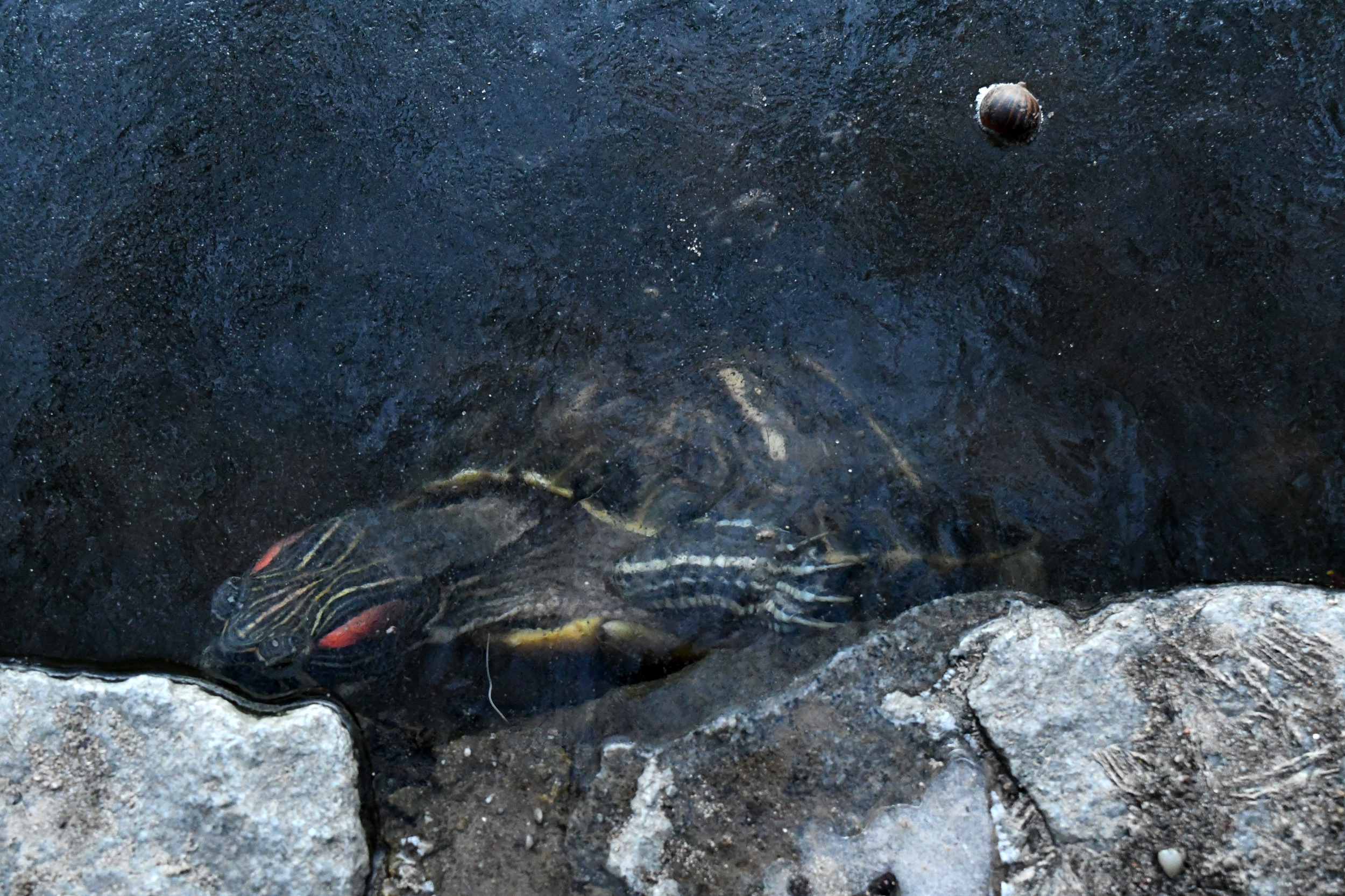 Painted turtle under ice, Lullwater, Prospect Park