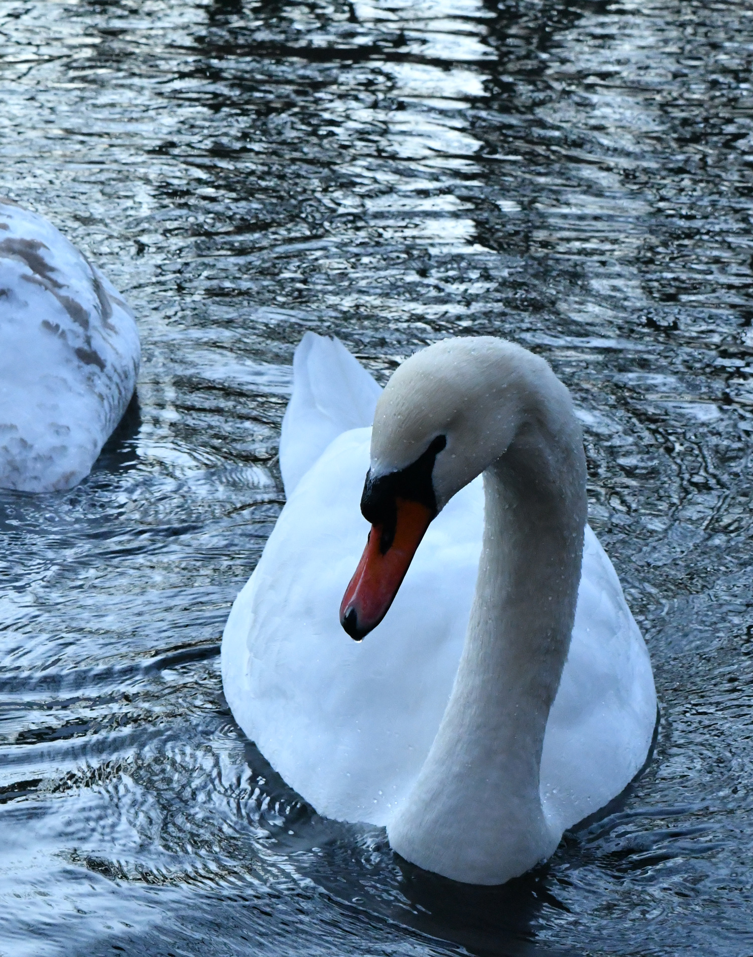 Swan, Prospect Park