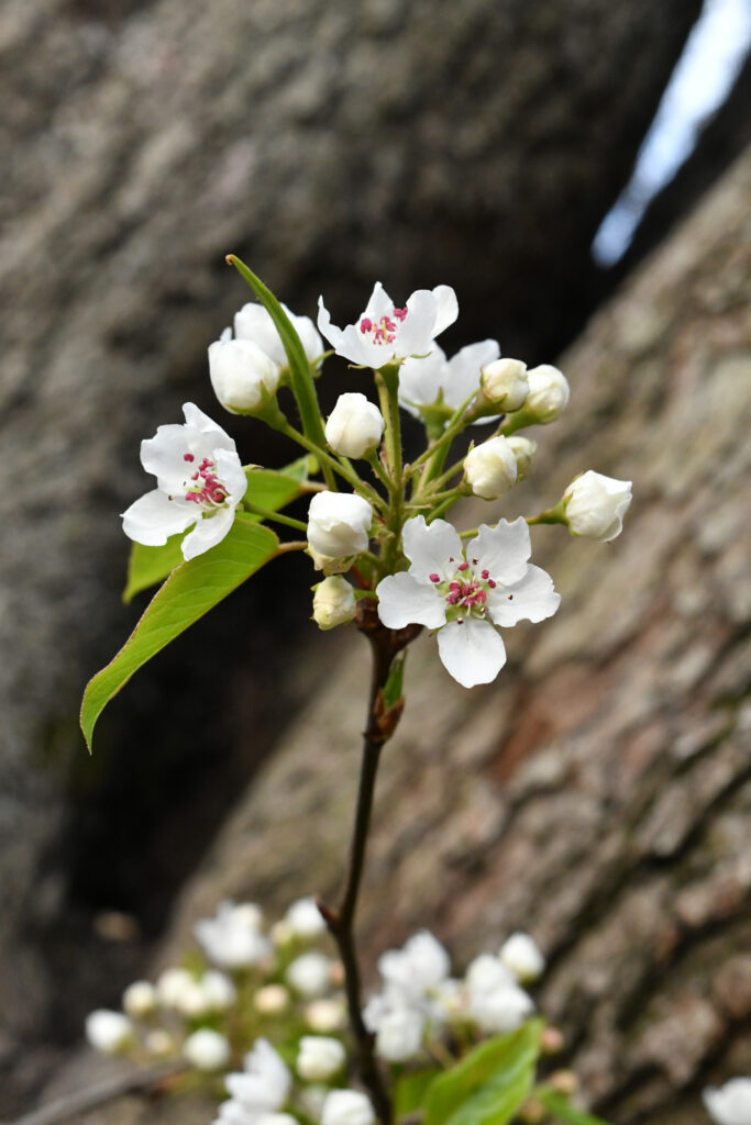 Apple blossoms, Prospect Park