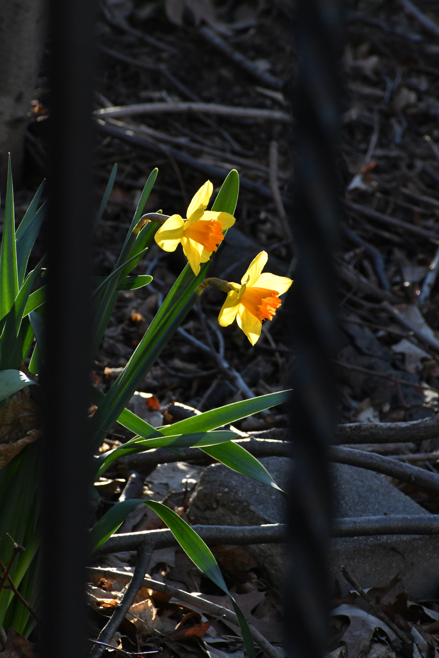 Daffodils, Prospect Park