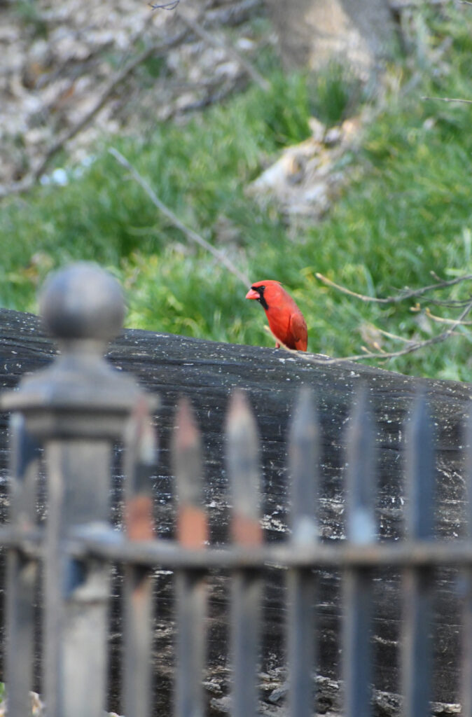 Cardinal, Prospect Park