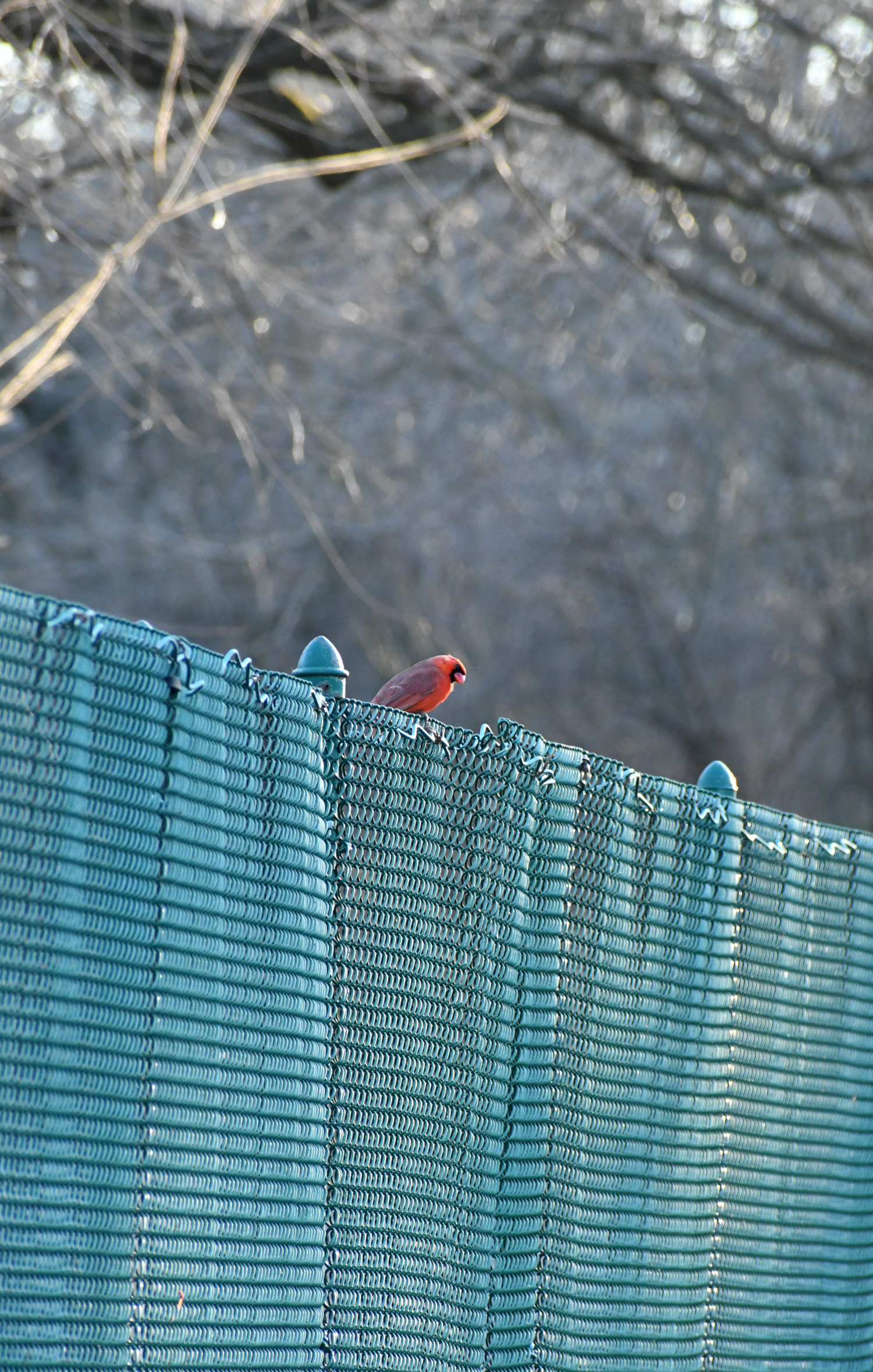 Cardinal, Prospect Park