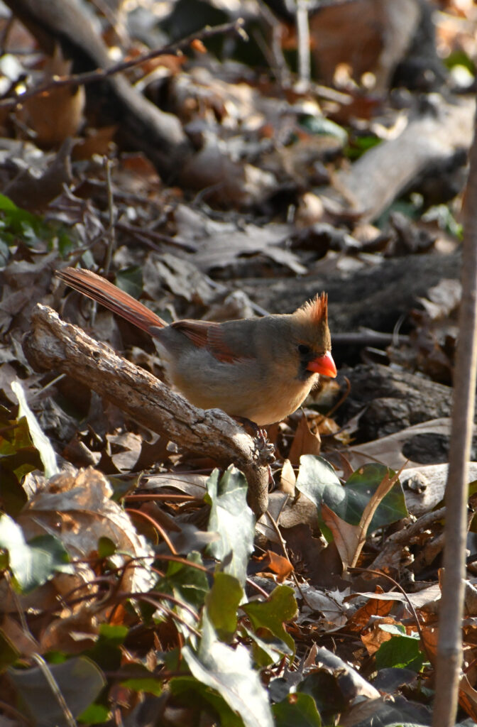 Female cardinal, Prospect Park
