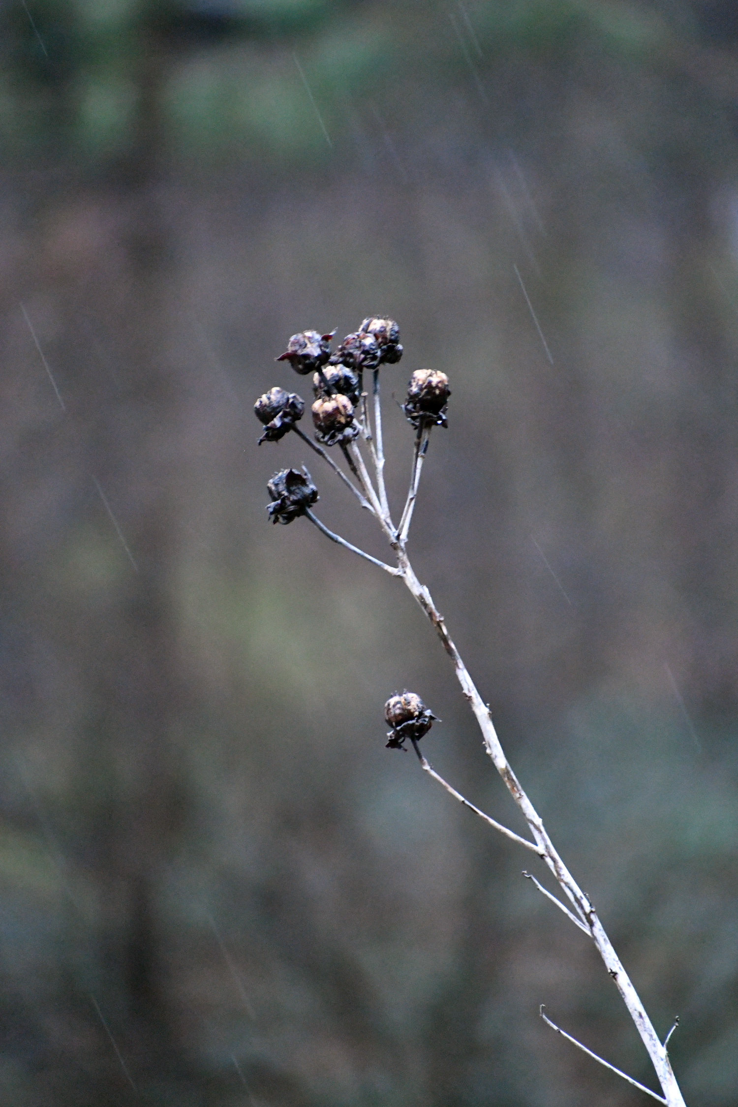 Mallow seed pods, Prospect Park