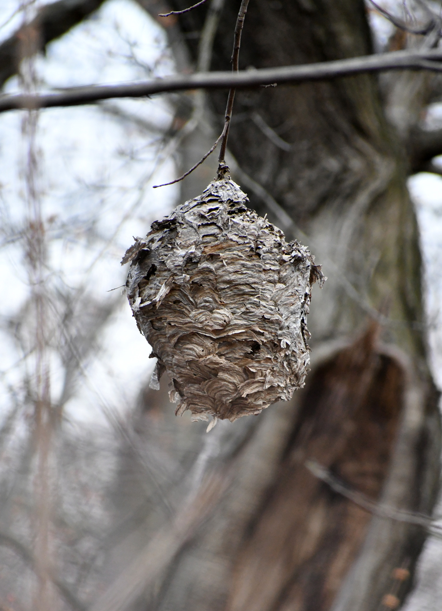 Wasps' nest, Prospect Park
