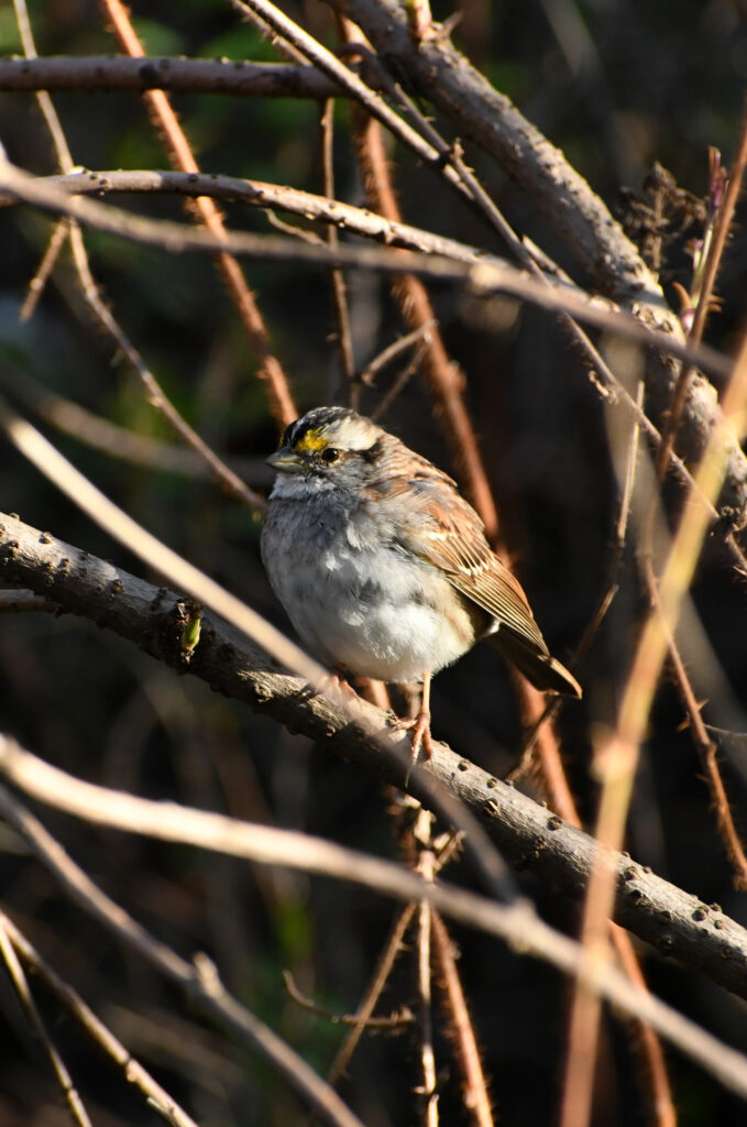 White-throated sparrow, Prospect Park