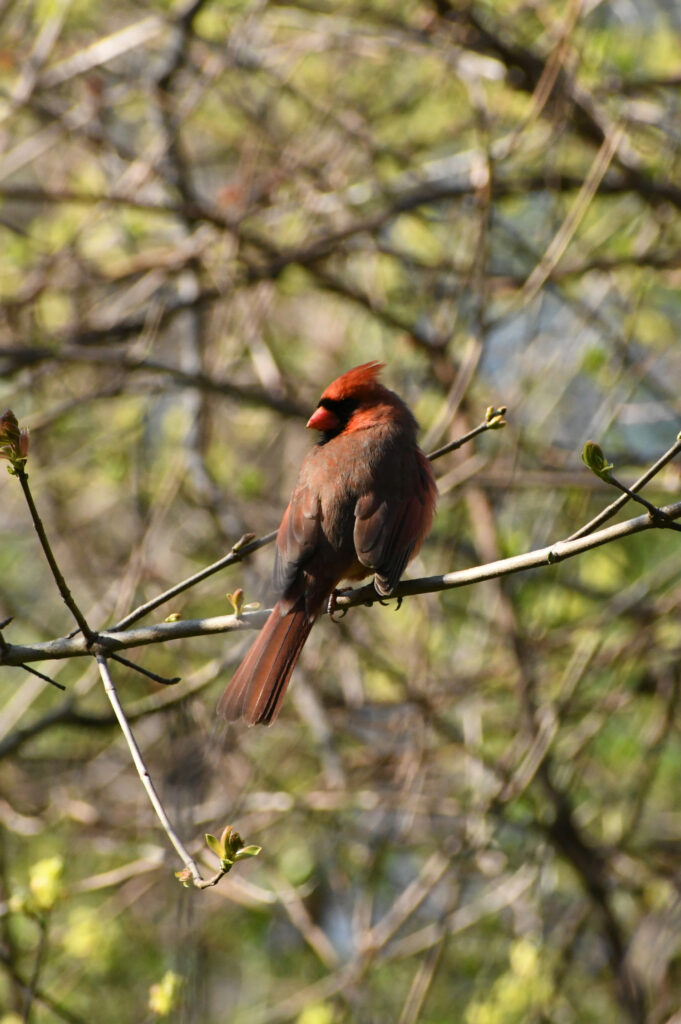 Cardinal (male), Prospect Park