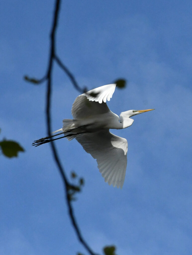 Great egret, Prospect Park
