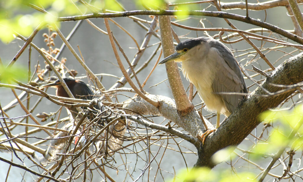 Green heron and black-crowned night heron, Prospect Park