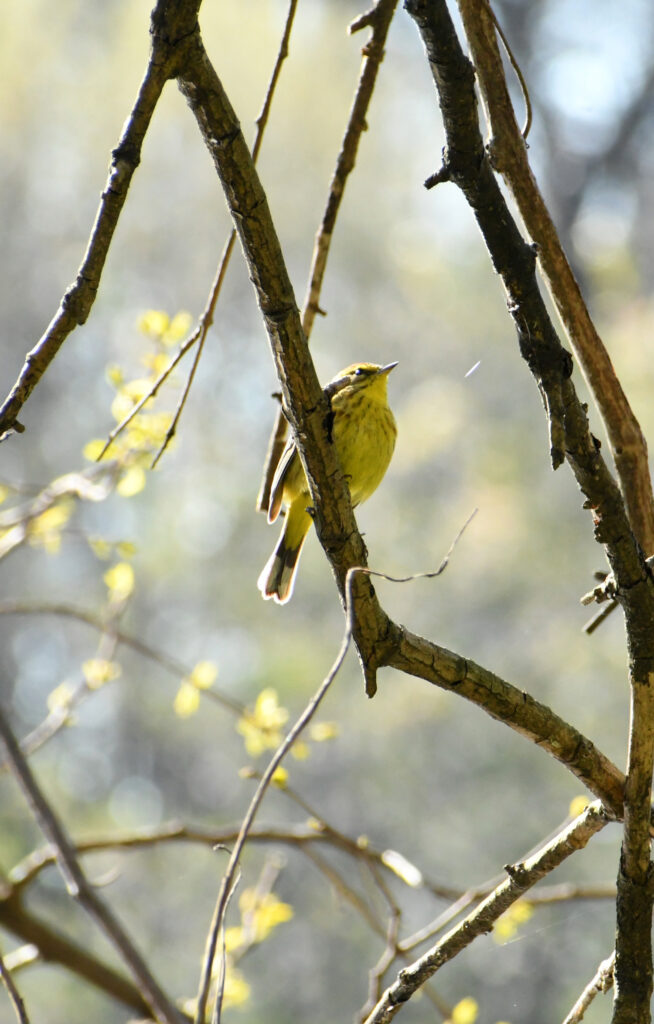Palm warbler, Prospect Park