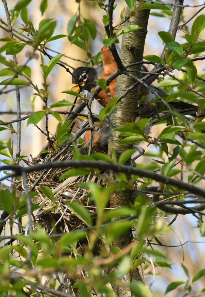 Robin pair, building nest, Prospect Park