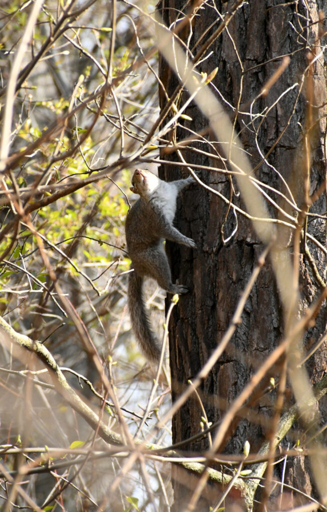 Squirrel, Prospect Park