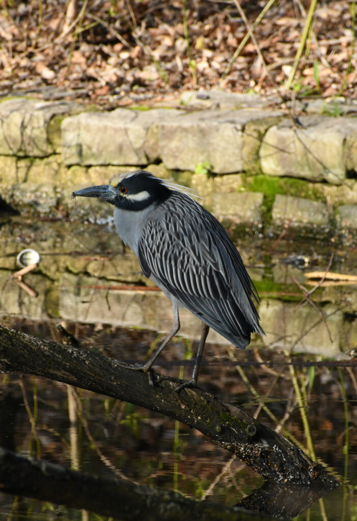 Yellow-crowned night heron, Prospect Park