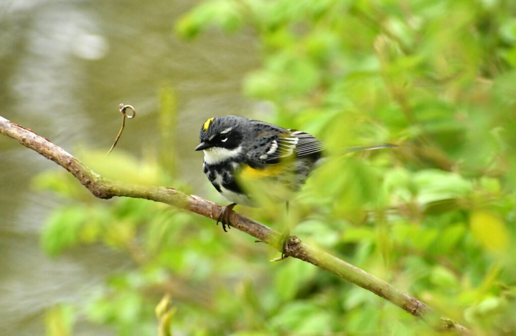 Yellow-rumped warbler, Prospect Park