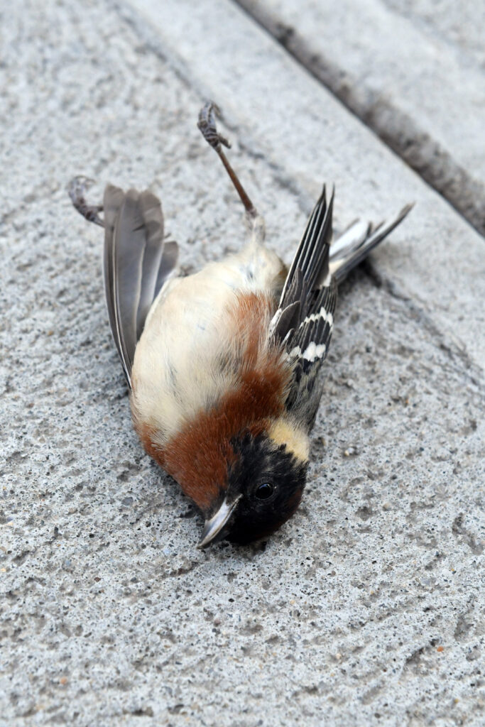 Bay-breasted warbler (male, deceased)