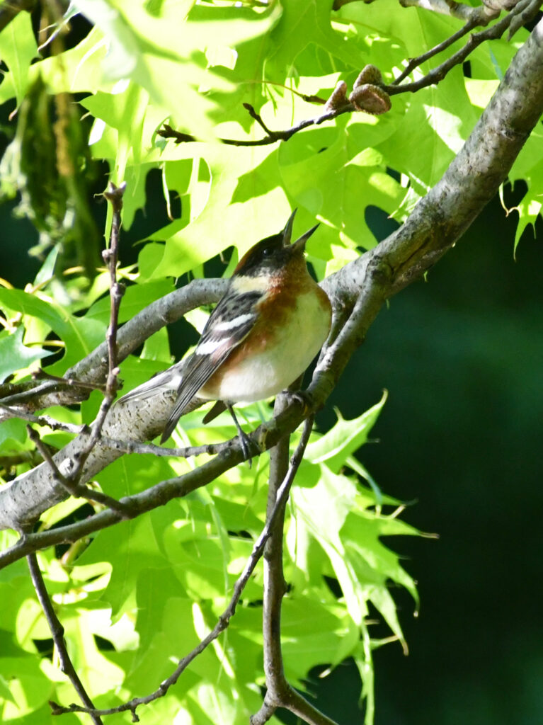 Bay-breasted warbler, Prospect Park