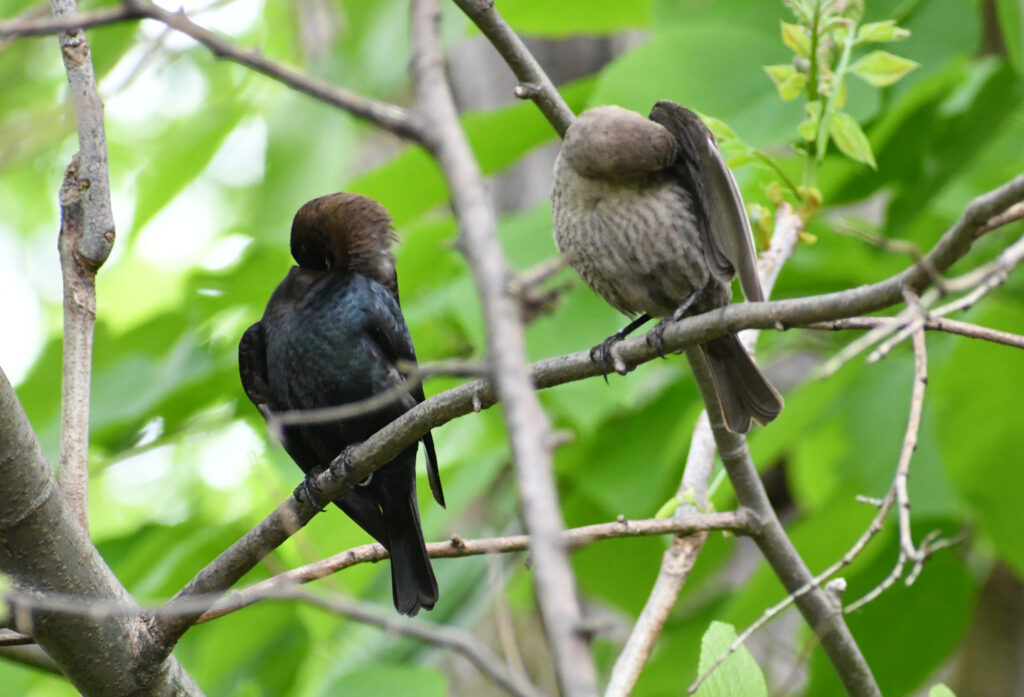 Brown-headed cowbirds (male and female), Prospect Park