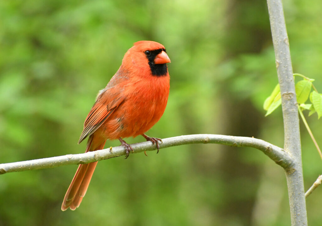 Cardinal (male), Prospect Park