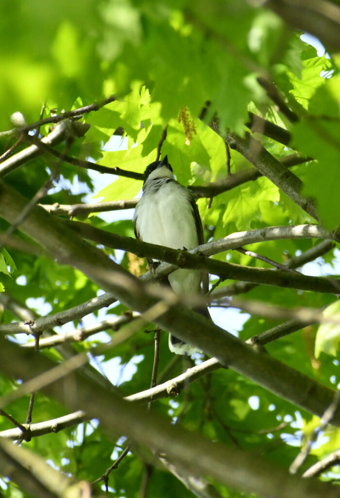 Eastern kingbird, Prospect Park