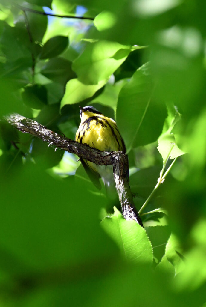Magnolia warbler, Prospect Park