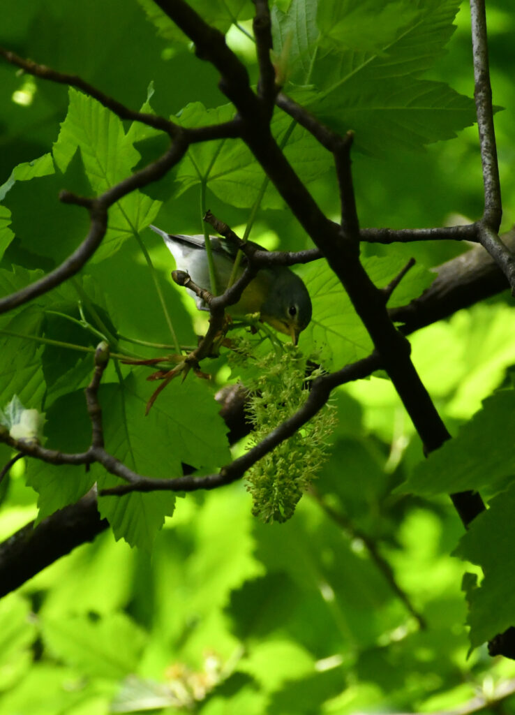 Northern parula in mountain maple, Prospect Park