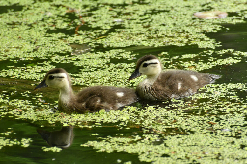 Two wood duck ducklings, Prospect Park