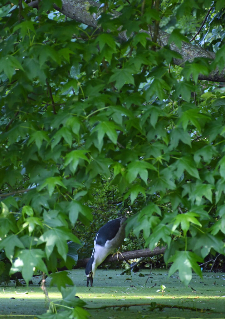 Black-crowned night heron, Prospect Park