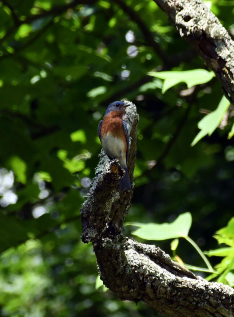 Eastern bluebird, Rockefeller State Park Preserve