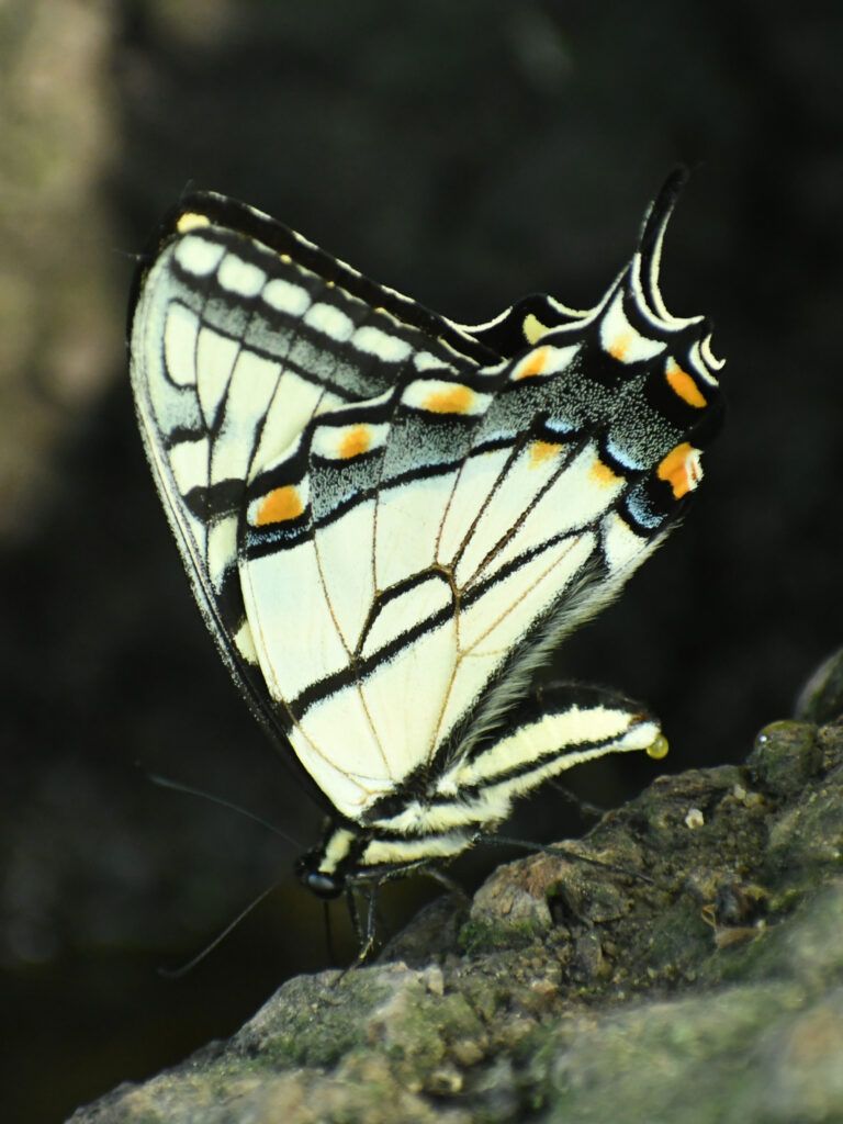 Eastern tiger swallowtail, laying eggs, Prospect Park