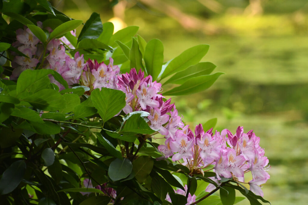 Great laurel (rhododendron maximum), Prospect Park