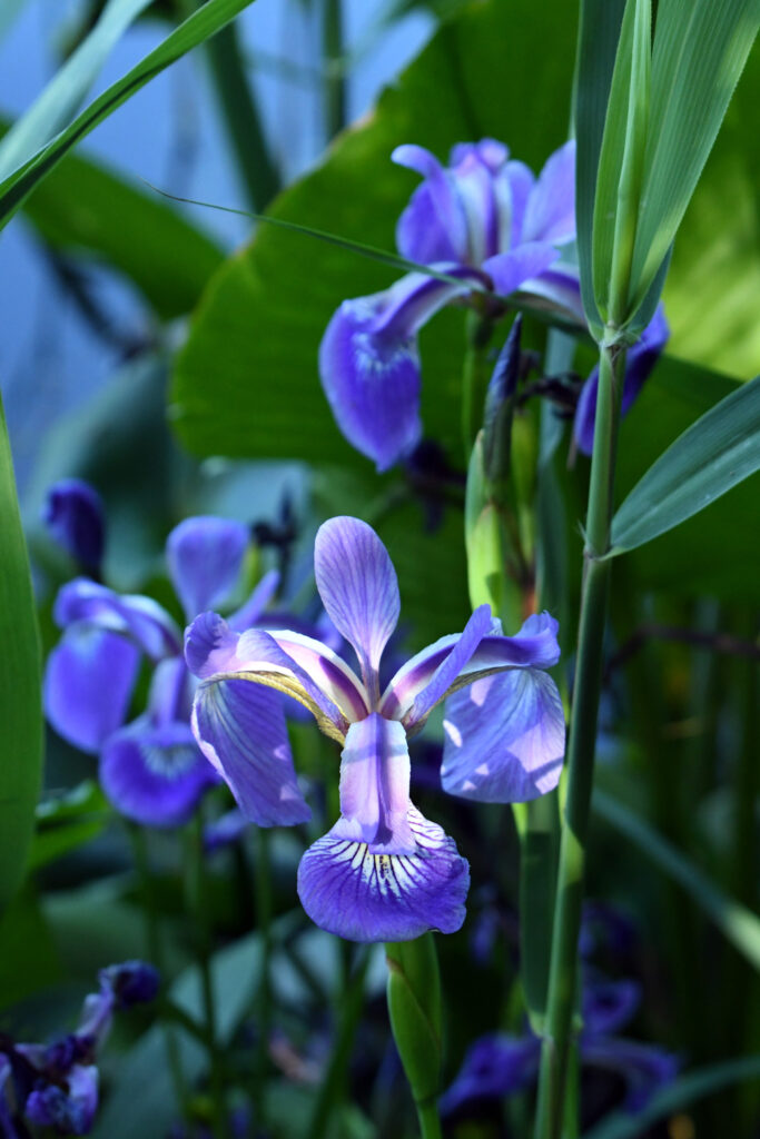 Purple iris, Prospect Park