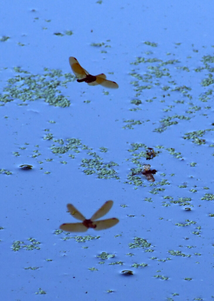 Two dragonflies and one reflection, Prospect Park